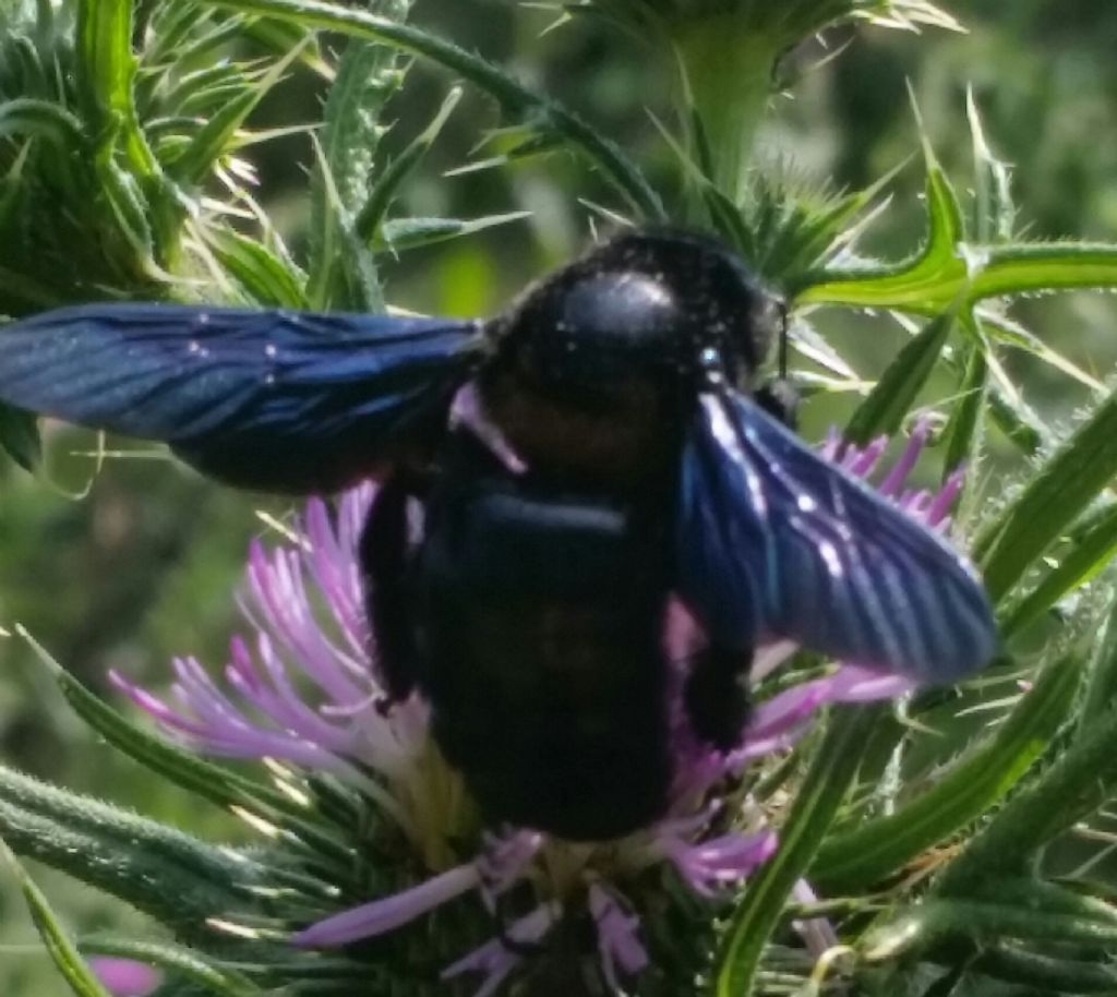 Che cos''?  Apidae: Xilocopa cfr. violacea